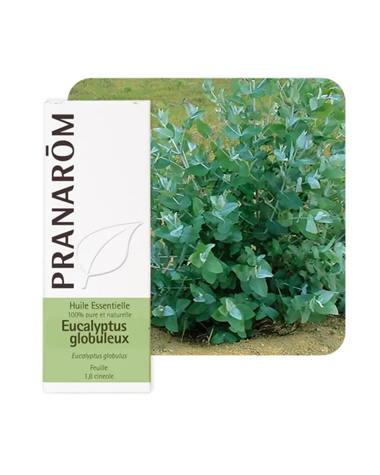 Pranarom eterično ulje eukaliptus globulus, 10 ml
