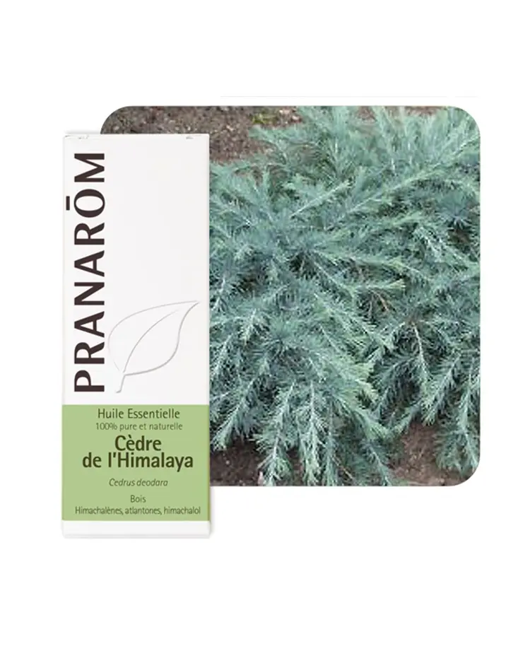 Pranarom eterično ulje cedar himalajski 10 ml