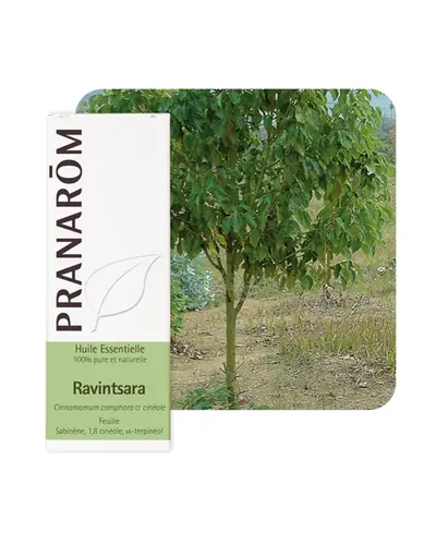 Pranarom eterično ulje ravensara, 30 ml
